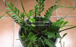 Asplenium-sp.T01-