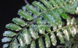 Asplenium-sp.T02-Sarawak