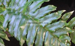 Asplenium-sp.T03-Southern-Thailand
