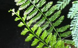Asplenium-sp.T04-aff-thunbergii-Pawan-Philippines-35