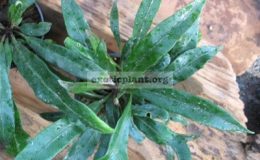 Asplenium-sp.black-leaf