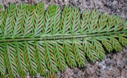 Asplenium-thunbergii-20