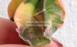 Astrophytum-myriostigma-variegated-type1-45