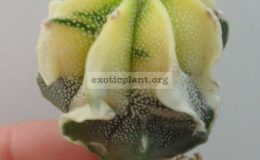 Astrophytum-myriostigma-variegated-type2-45