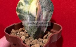 Astrophytum-myriostigma-variegated-type3-45