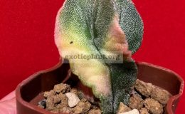 Astrophytum-myriostigma-variegated-type4-45