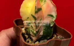 Astrophytum-myriostigma-variegated-type5-45