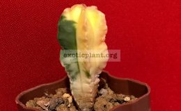 Astrophytum-myriostigma-variegated-type6-45