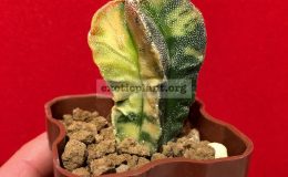 Astrophytum-myriostigma-variegated-type7-45