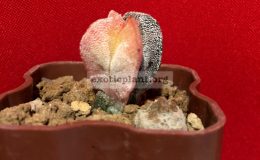 Astrophytum-myriostigma-variegated-type8-45