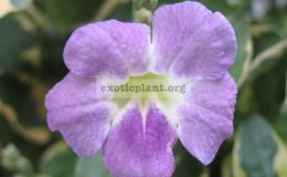 Asystasia-gangetica-Variegata-