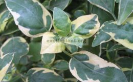 Asystasia-gangetica-Variegata