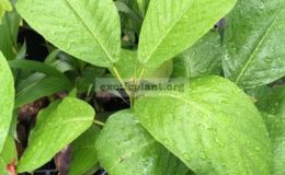 Baccaurea-motleyana-35-