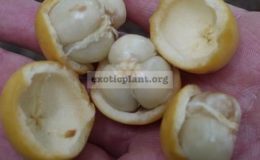 Baccaurea-motleyana-35