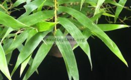 Bambusa-ventricosa-Super-Dwarf-35-