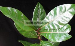 Barringtonia-asiatica
