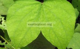 Bauhinia-binata-Eastern-Thailand