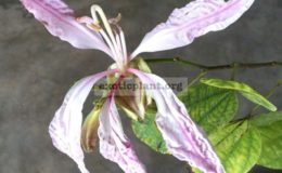 Bauhinia-sp.-white-variegated-52-