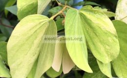 Bauhinia-sp.-yellow-variegated-50