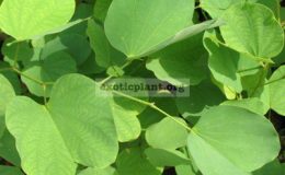 Bauhinia-variegata-Australia-