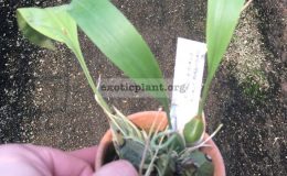 Bifrenaria-viterina