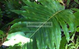 Blechnum-Rassamichotiigibbum-x-braziliense-40