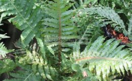 Blechnum-brasiliense