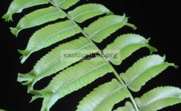 Blechnum-sp-T01-Crested-32