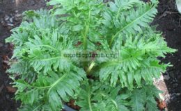 Blechnum-spicant-Crested