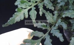 Bolbitis-difformis-large-form-30-