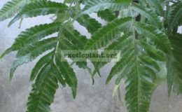 Bolbitis-sp.T01fertile-leaf