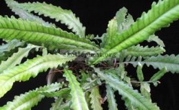 Bolbitis-sp.big-leaf-