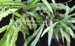 Bolbitis-sp.narrow-leaf-СПРАВА-