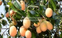 Bouea-macrophylla-variegated-50-