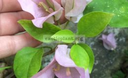 Bougainvillea-Ubon-Purple-30
