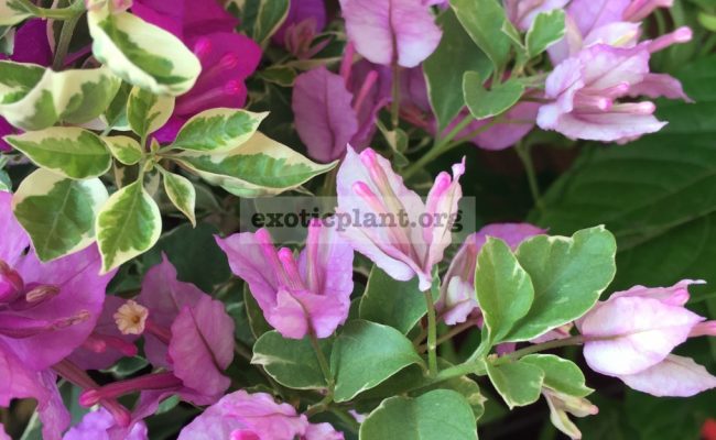 Bougainvillea-multigrafted-variegated-30-Bougainvillea-tree