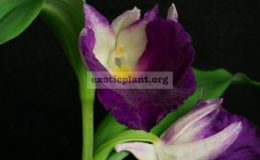 Brachycorythis-helferi