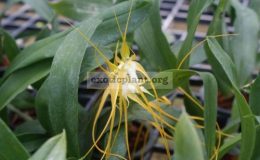 Brassia-caudata-var-flava