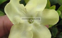 Brunfelsia-americana