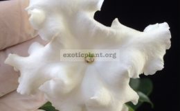 Brunfelsia-manaca-35-