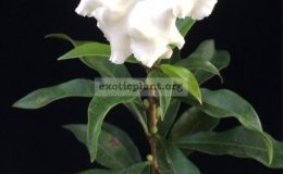 Brunfelsia-manaca-35