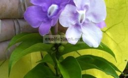 Brunfelsia-mire-30