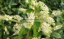 Buddleja-paniculata