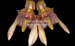 Bulbophyllum-bicolor