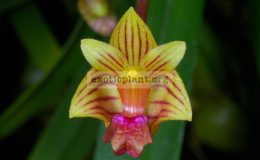 Bulbophyllum-capillipes