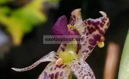 Bulbophyllum-ecornutum