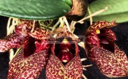 Bulbophyllum-frostii