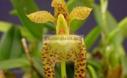Bulbophyllum-lasiochilum