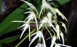 Bulbophyllum-laxiflorum