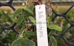 Bulbophyllum-pachypus